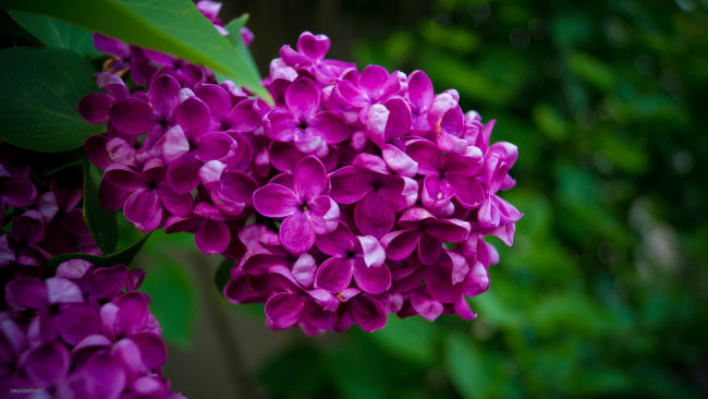 Обои картинки фото цветы, сирень, лиловый