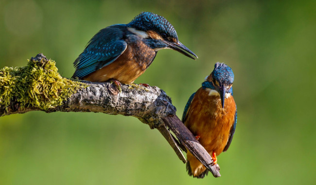 Обои картинки фото животные, зимородки, сучок, пара