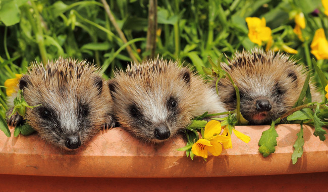 Обои картинки фото животные, ежи, ежики, мордочки, малыши