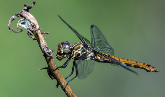 Обои картинки фото животные, стрекозы, стрекоза