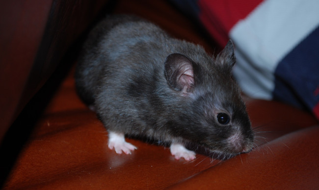 Обои картинки фото животные, крысы,  мыши, крыса