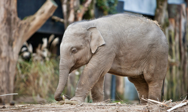Обои картинки фото животные, слоны, слоненок, малыш