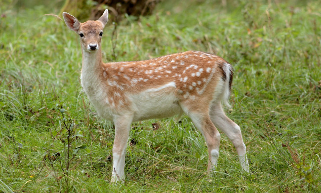 Обои картинки фото животные, олени, луг, трава, пятнистый, олень