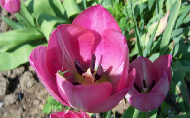 Обои картинки фото цветы, тюльпаны, розовые