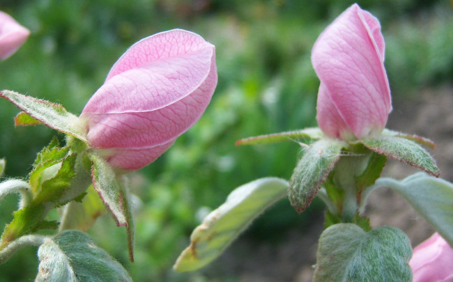 Обои картинки фото цветы, айва