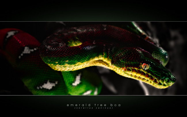 Обои картинки фото животные, змеи,  питоны,  кобры, чешуя