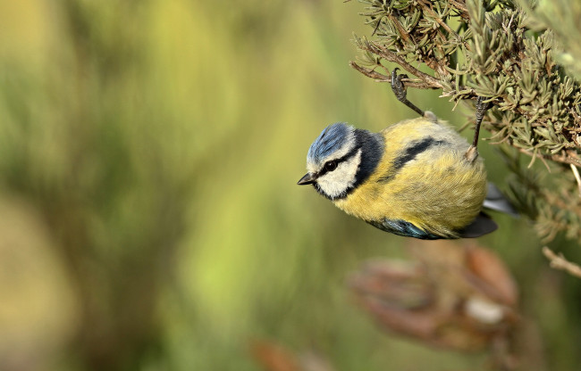 Обои картинки фото животные, синицы,  лазоревки, птичка