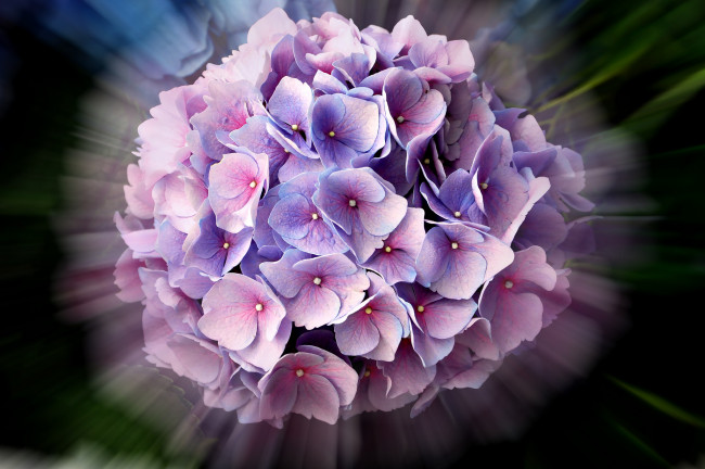 Обои картинки фото цветы, гортензия, соцветие, цветок