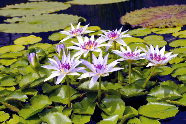 Обои картинки фото цветы, лилии водяные,  нимфеи,  кувшинки, семейка