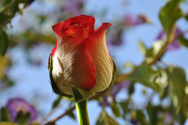 Обои картинки фото цветы, розы, ветка, роза