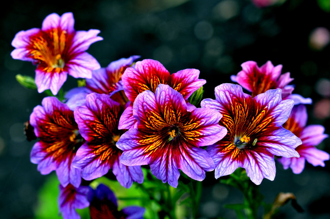 Обои картинки фото цветы, сальпиглоссис, яркий