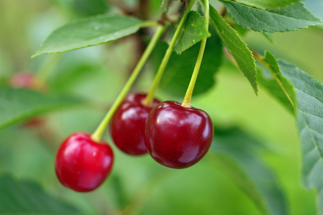 Обои картинки фото природа, Ягоды, вишня