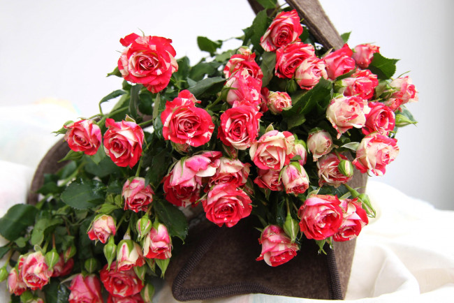 Обои картинки фото цветы, розы, пестрый