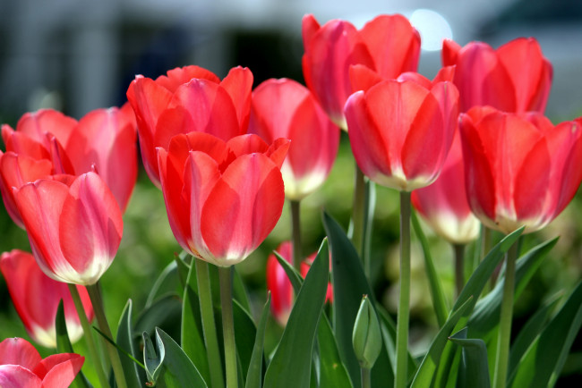 Обои картинки фото цветы, тюльпаны, красный