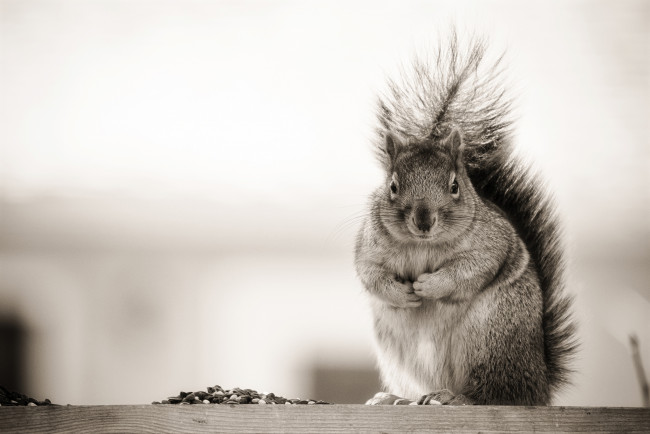 Обои картинки фото животные, белки, зверек