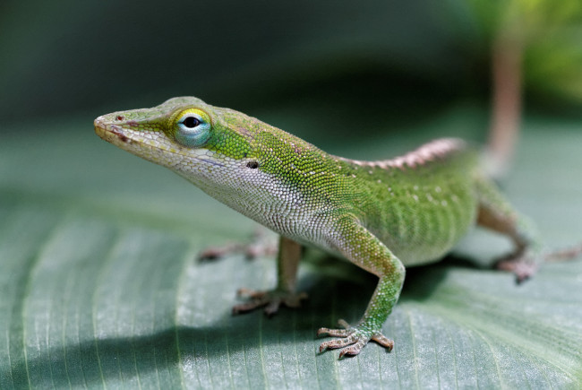 Обои картинки фото животные, Ящерицы,  игуаны,  вараны, зеленая, ящерица