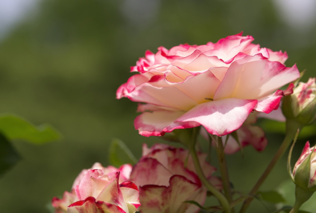 Обои картинки фото цветы, розы, лепестки