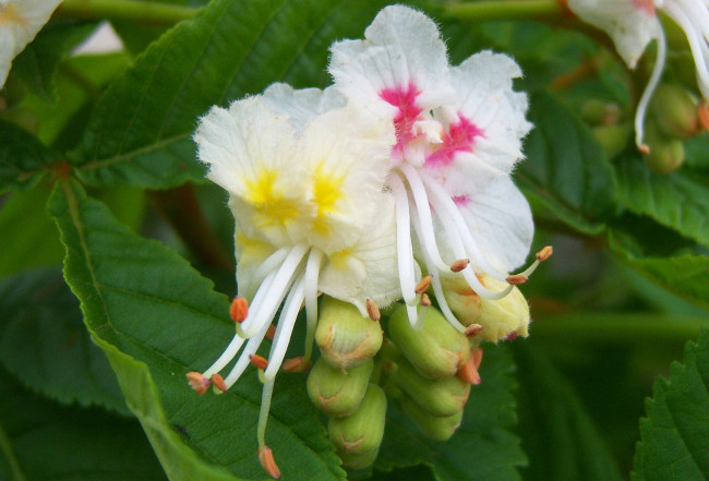 Обои картинки фото цветы, цветущие деревья   кустарники, каштан