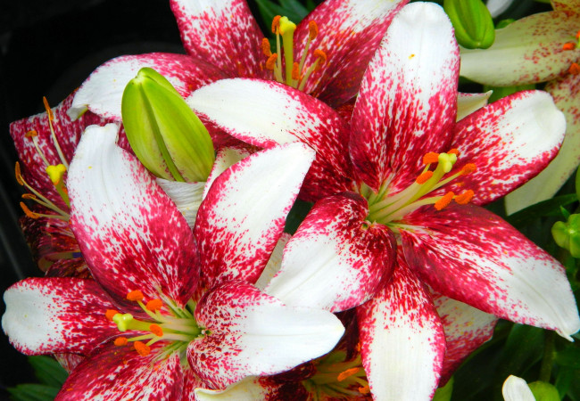 Обои картинки фото цветы, лилии,  лилейники, макро