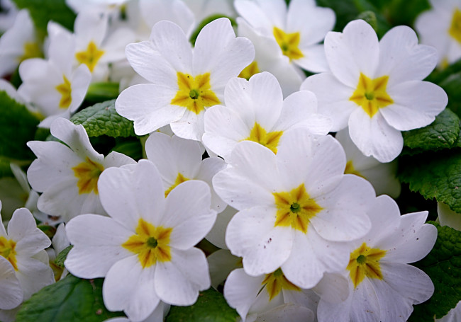 Обои картинки фото цветы, примулы, белый