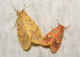 Картинка животные бабочки +мотыльки +моли мотылёк моль макро itchydogimages