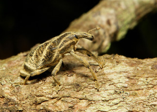 Картинка животные насекомые жук макро itchydogimages