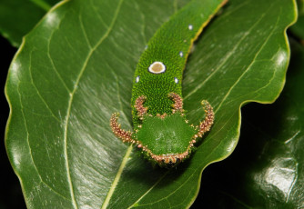 Картинка животные гусеницы лист гусеница макро itchydogimages