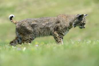 Картинка животные рыси зелень мех профиль кошка лето