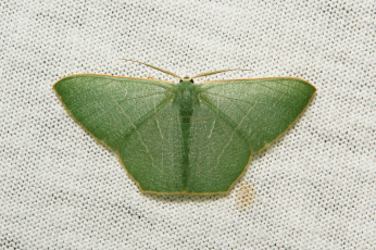 Картинка животные бабочки +мотыльки +моли мотылёк насекомое макро itchydogimages