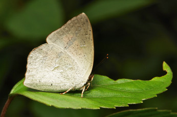 Картинка животные бабочки +мотыльки +моли узор усики крылья бабочка макро itchydogimages