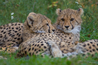 Картинка животные гепарды отдых пара кошки морда