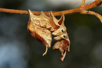 Картинка животные гусеницы гусеница веточка макро itchydogimages