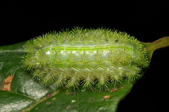 Картинка животные гусеницы itchydogimages необычная гусеница лист макро насекомое