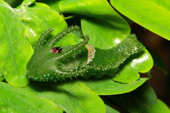 Картинка животные гусеницы необычная гусеница лист насекомое макро itchydogimages