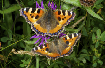 Картинка животные бабочки +мотыльки +моли пара макро