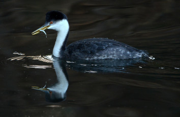 Картинка животные Чомги+ поганки рыбка еда добыча вода поганка