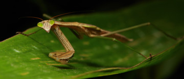 Картинка животные богомолы богомол лист насекомое макро itchydogimages