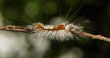 Картинка животные гусеницы листья гусеница веточка макро itchydogimages