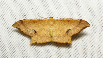 Картинка животные бабочки +мотыльки +моли крылья моль макро вязанное полотно itchydogimages узор усики