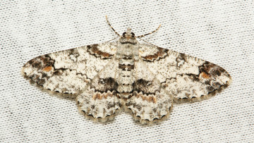 Картинка животные бабочки +мотыльки +моли моль макро itchydogimages мотылёк