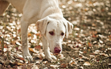 Картинка животные собаки морда
