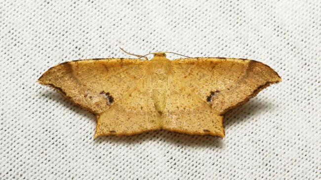 Обои картинки фото животные, бабочки,  мотыльки,  моли, крылья, моль, макро, вязанное, полотно, itchydogimages, узор, усики