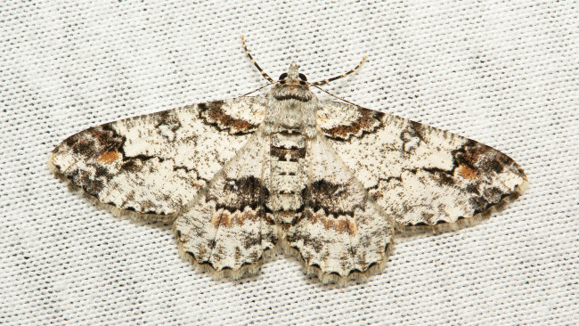 Обои картинки фото животные, бабочки,  мотыльки,  моли, моль, макро, itchydogimages, мотылёк