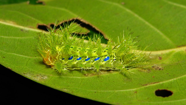 Обои картинки фото животные, гусеницы, лист, гусеница, макро, itchydogimages