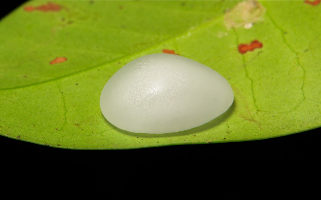 Обои картинки фото животные, гусеницы, макро, листья, гусеница, itchydogimages