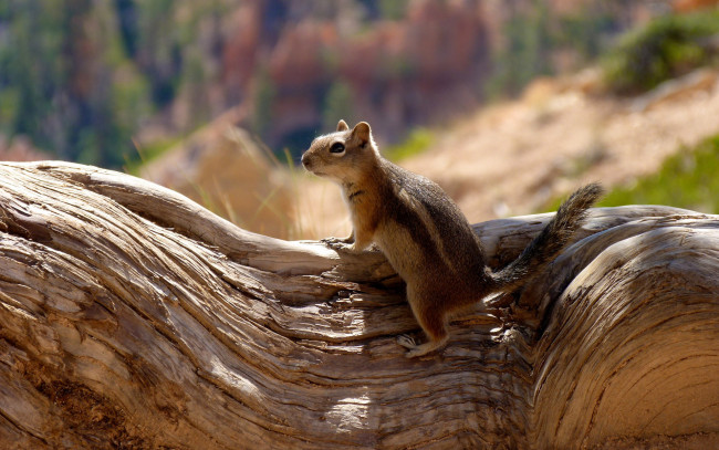 Обои картинки фото животные, бурундуки, белка