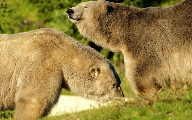 Обои картинки фото животные, медведи