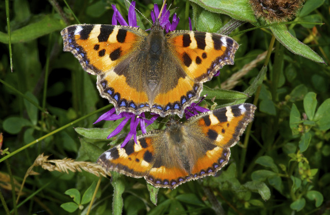 Обои картинки фото животные, бабочки,  мотыльки,  моли, пара, макро