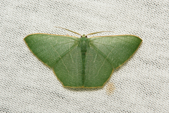 Обои картинки фото животные, бабочки,  мотыльки,  моли, мотылёк, насекомое, макро, itchydogimages