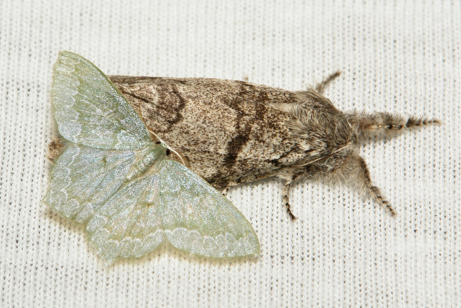 Обои картинки фото животные, бабочки,  мотыльки,  моли, полотно, вязанное, разные, мотыльки, насекомое, макро, itchydogimages